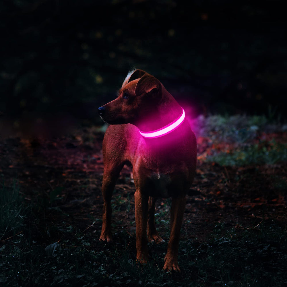 MASBRILL collar luz, cierre rápido, ajuste seguro para perros activos