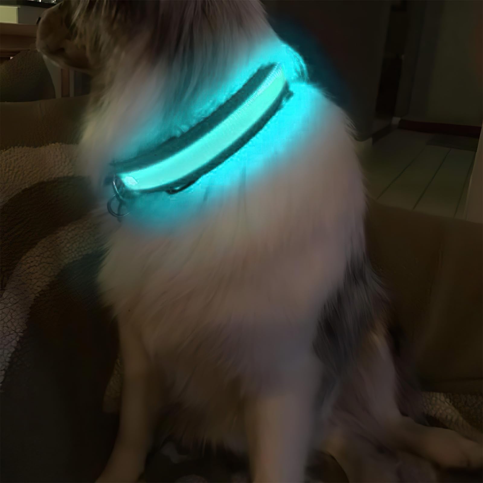 MASBRILL collar LED mejora la visibilidad ante coches y peatones.