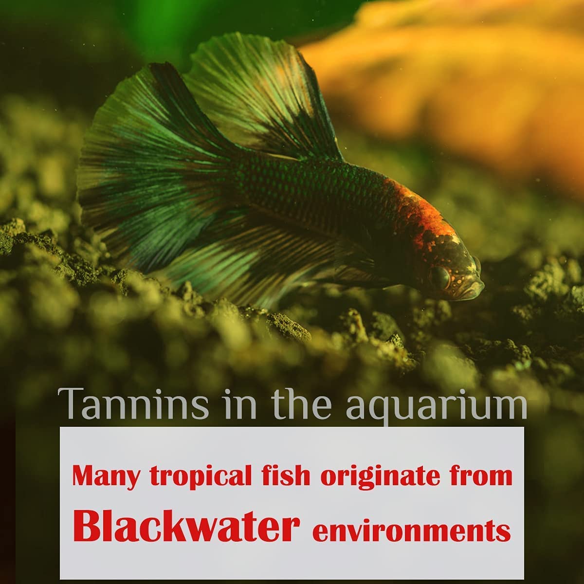 MATCHIMAA Betta y camarones muestran coloración sutil con hojas
