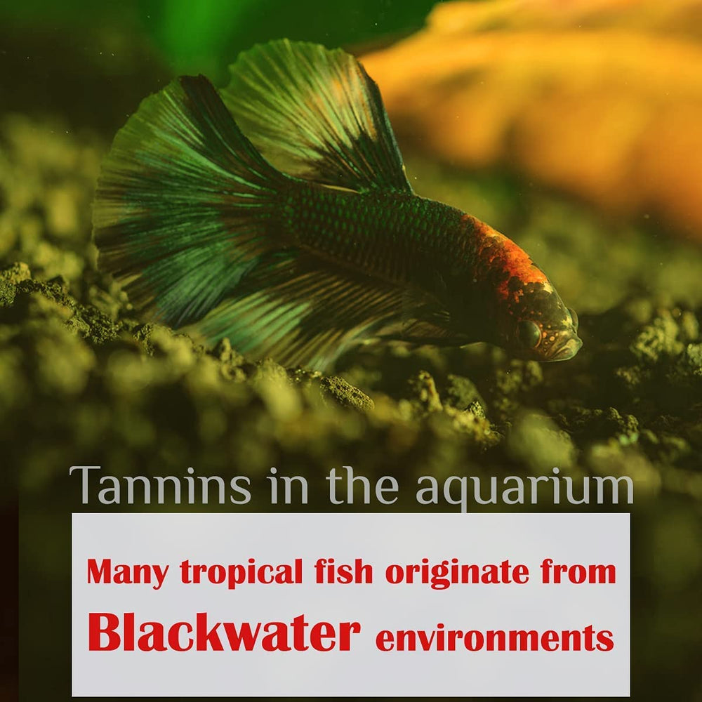 MATCHIMAA Betta y camarones muestran coloración sutil con hojas