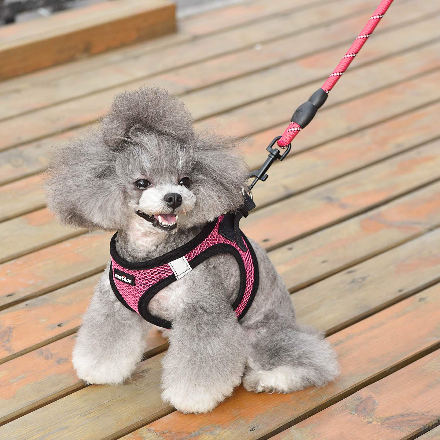 Arnés Matilor con diseño Step-in para perros pequeños y medianos.