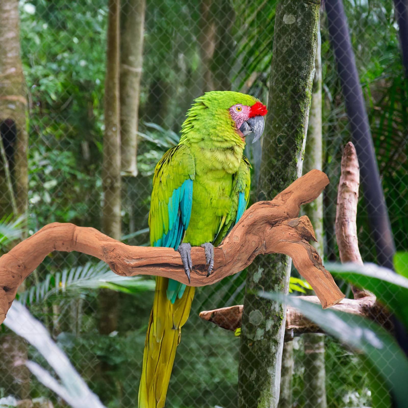 Matutinus conjunto completo para enriquecer el hábitat de tus aves.