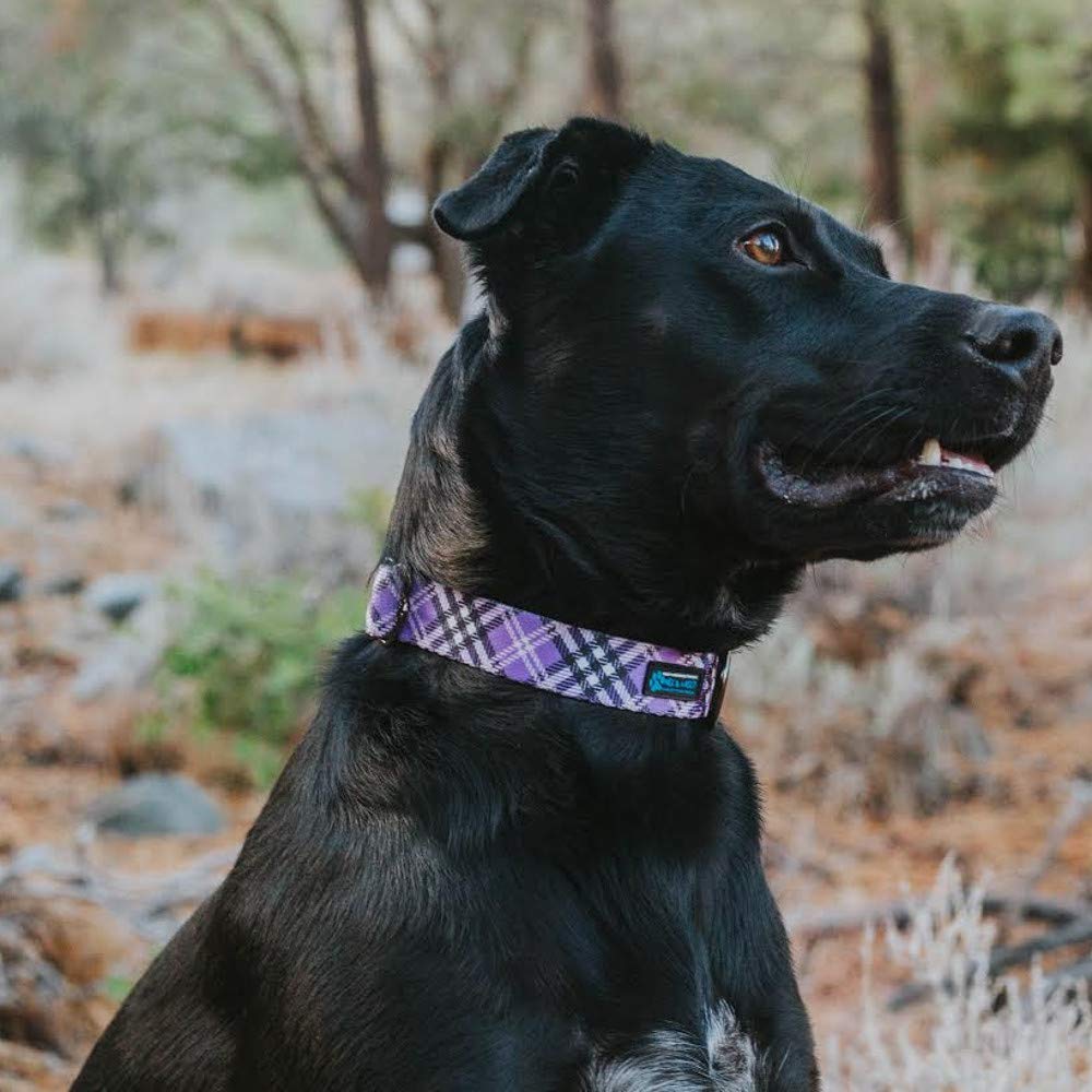 Collar Max and Neo NEO con anilla D gruesa para mayor durabilidad