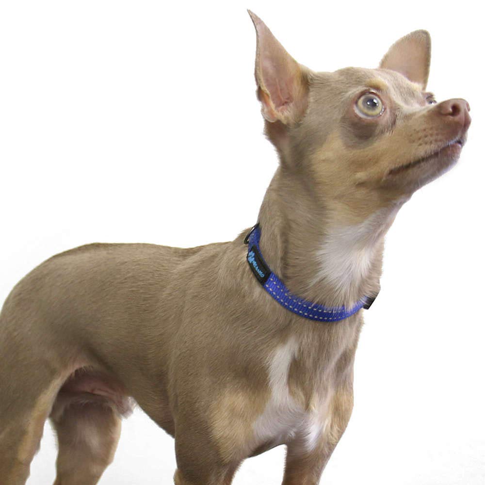 Colgando en perro modelo con collar nylon azul de Max and Neo