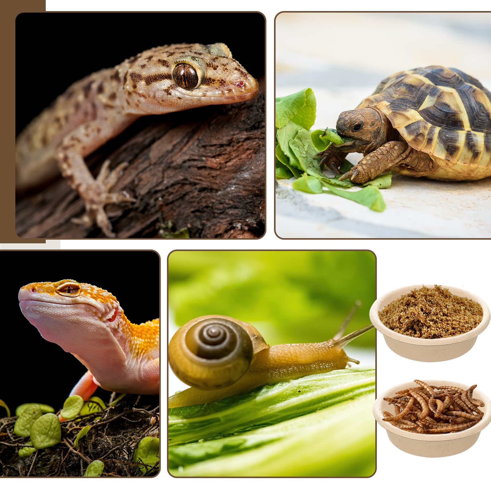 Maxcheck ajuste universal para geckos, lagartos y reptiles pequeños.
