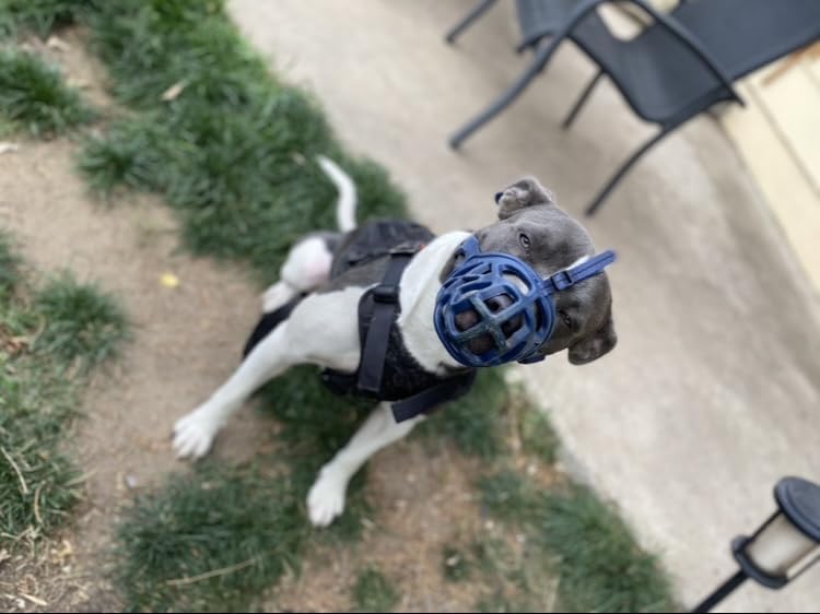 Uso diario Mayerzon, útil para aseo y visitas al veterinario.