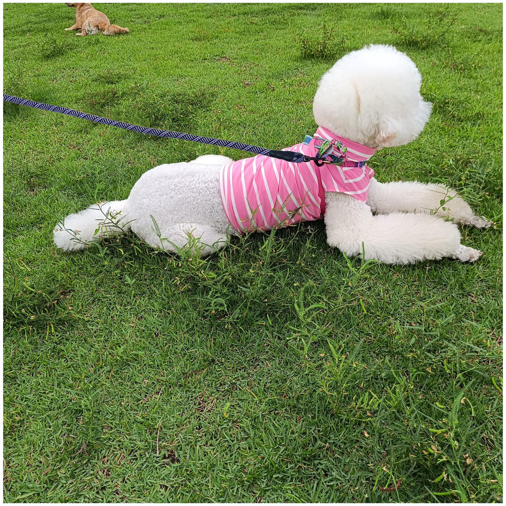 MayPaw ideal para perros grandes y medianos durante entrenamiento y paseos diarios.