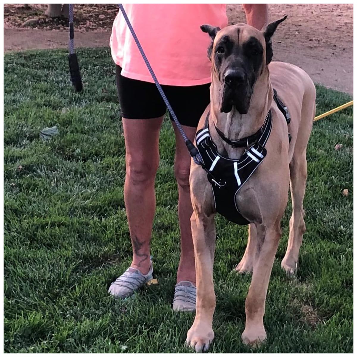 MayPaw uso diario para paseos tranquilos o entrenamiento ligero con control mejorado.
