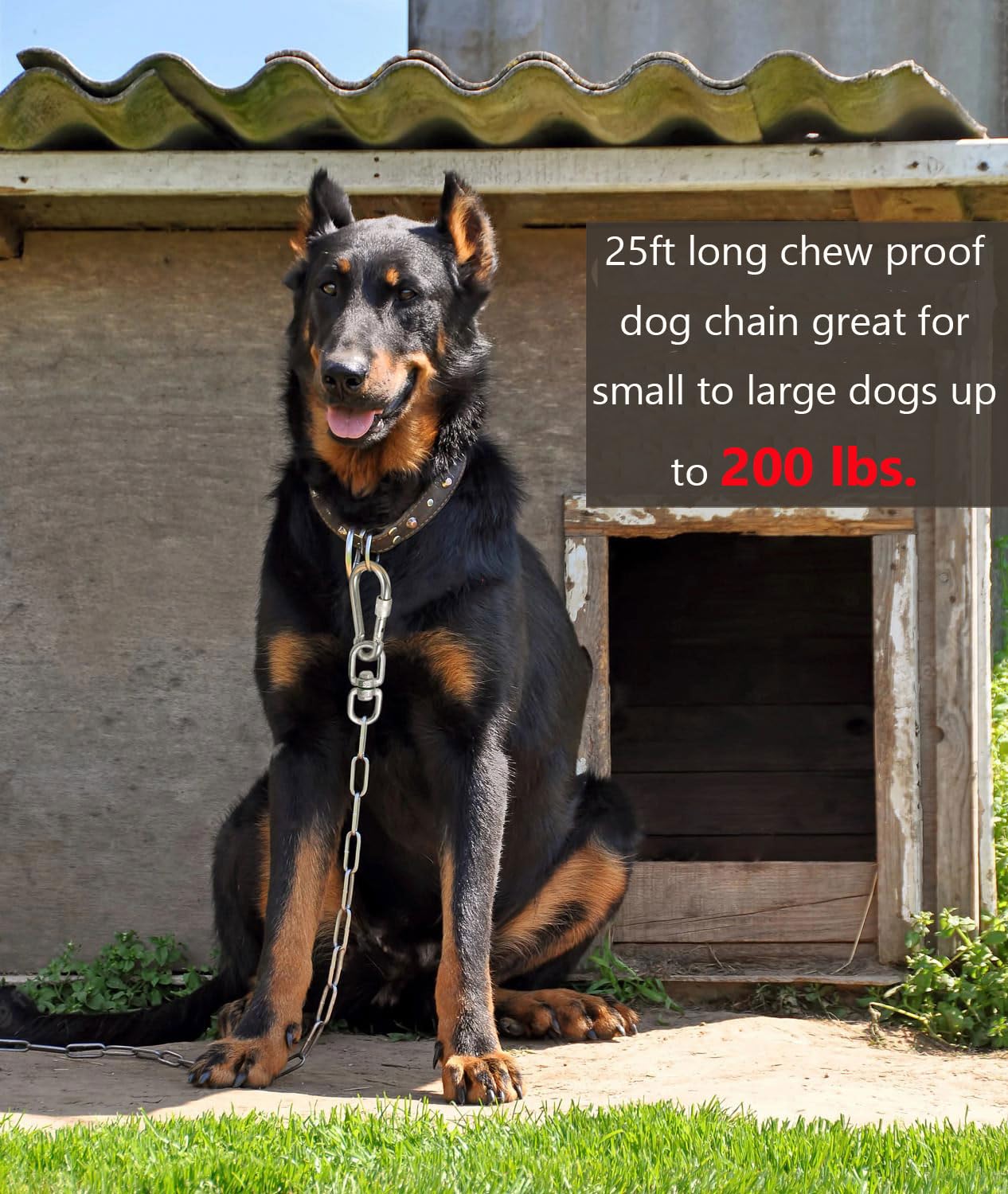 Cadena anti masticación de 3 mm MELAIRON para perros exigentes