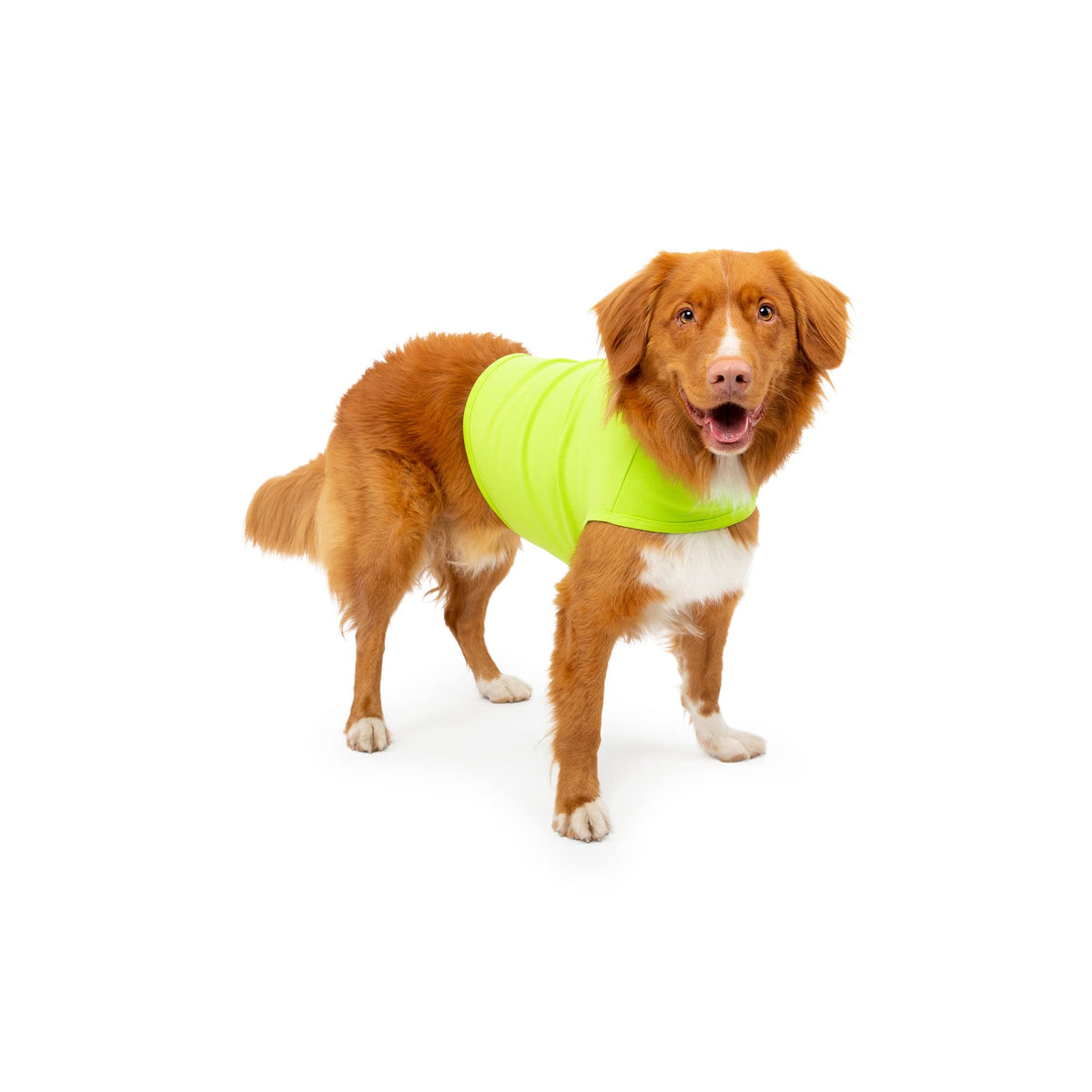 Chaleco Mellow Shirt para perro calma durante tormentas.