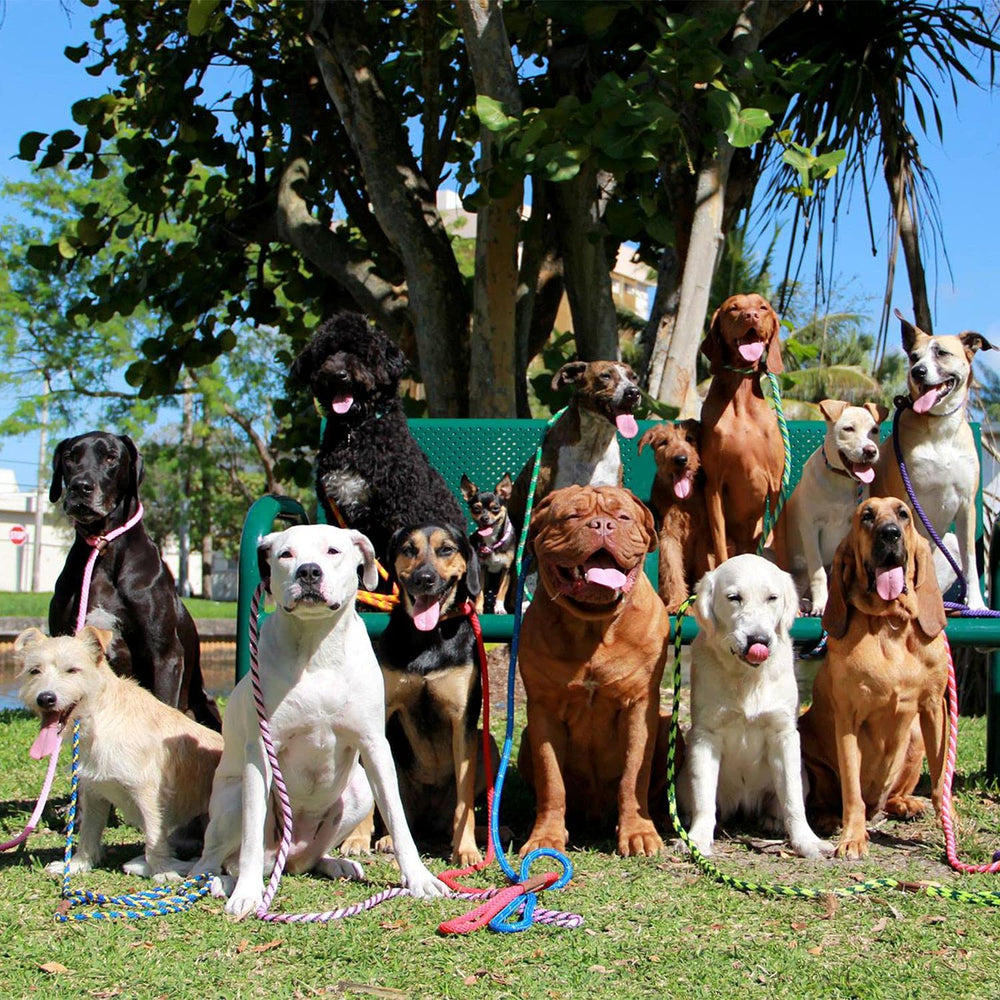Mendota: longitud 4 pies ideal para perros pequeños.