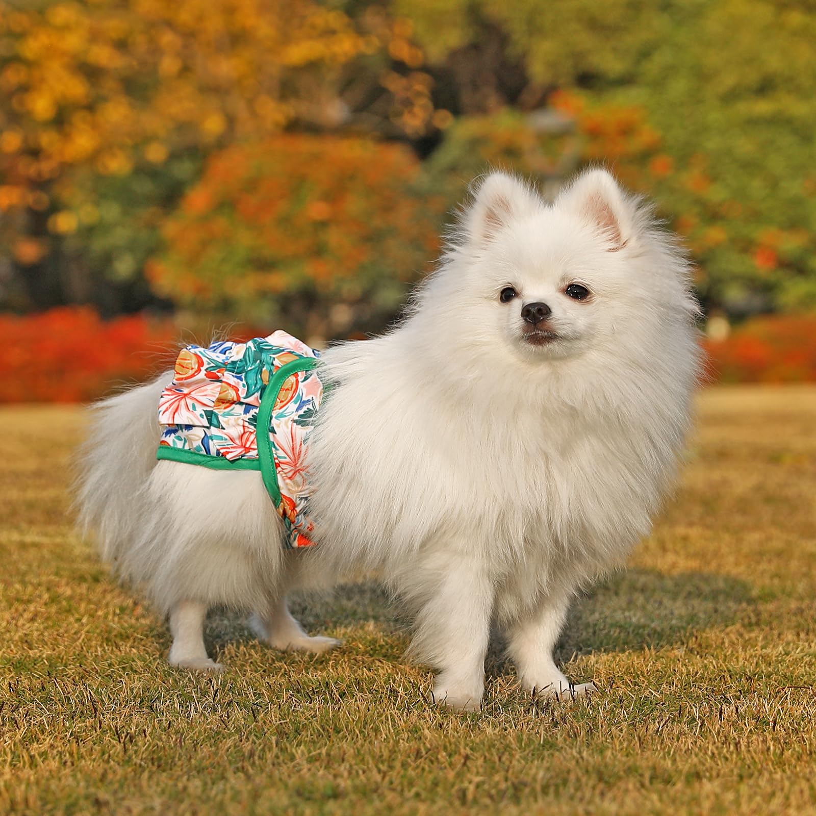 Pañales Mengelina para perras talla M, ajuste seguro para mascotas medianas.
