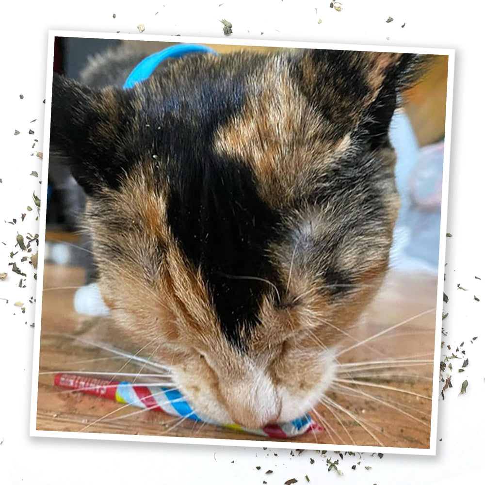 Meowijuana Birthjays: estimulación sensorial para gatos en interiores