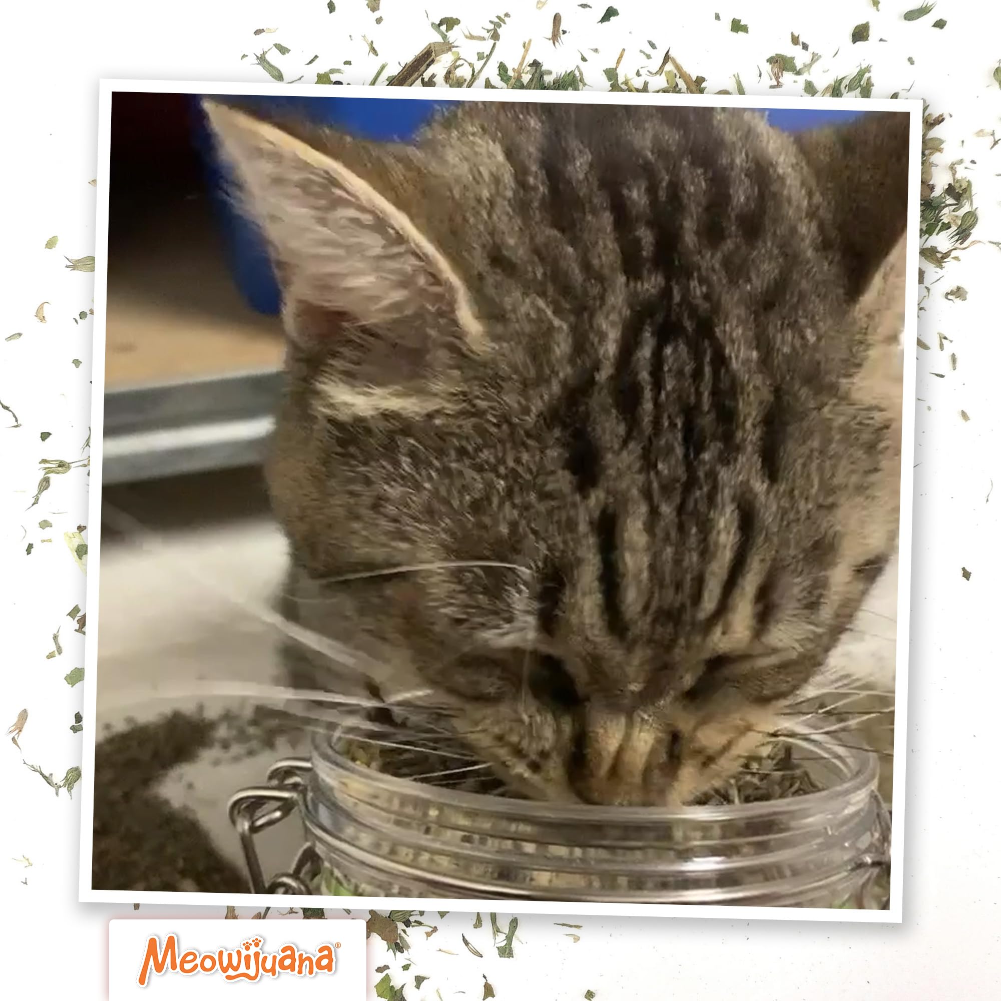 Meowijuana Catnibas Pawty Mix para momentos de calma y exploración sensorial.