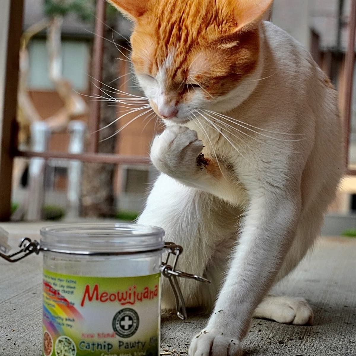 Catnibas Pawty Mix para gatos de interior y hogares con varios felinos.