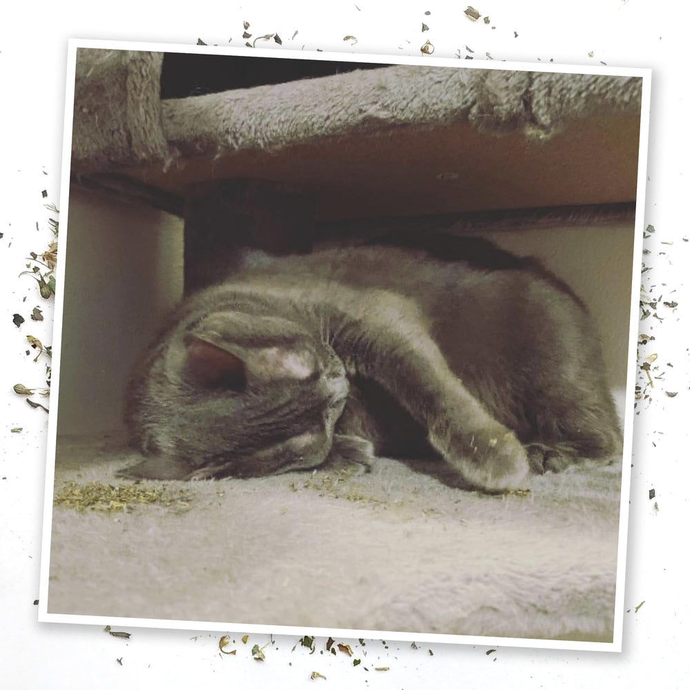 Meowijuana: gato jugando y explorando con hierba gatera de alta potencia.