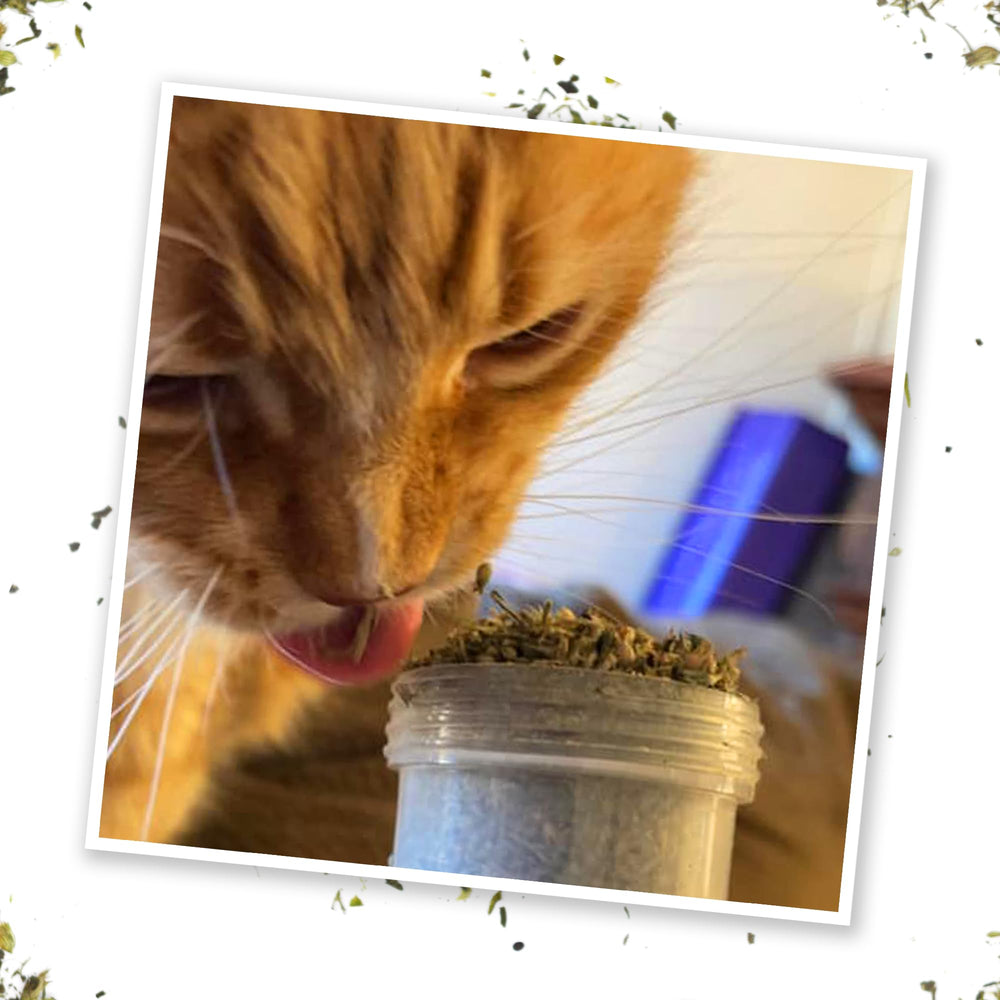 Meowijuana: botella para conservar la hierba gatera y mantener la frescura.