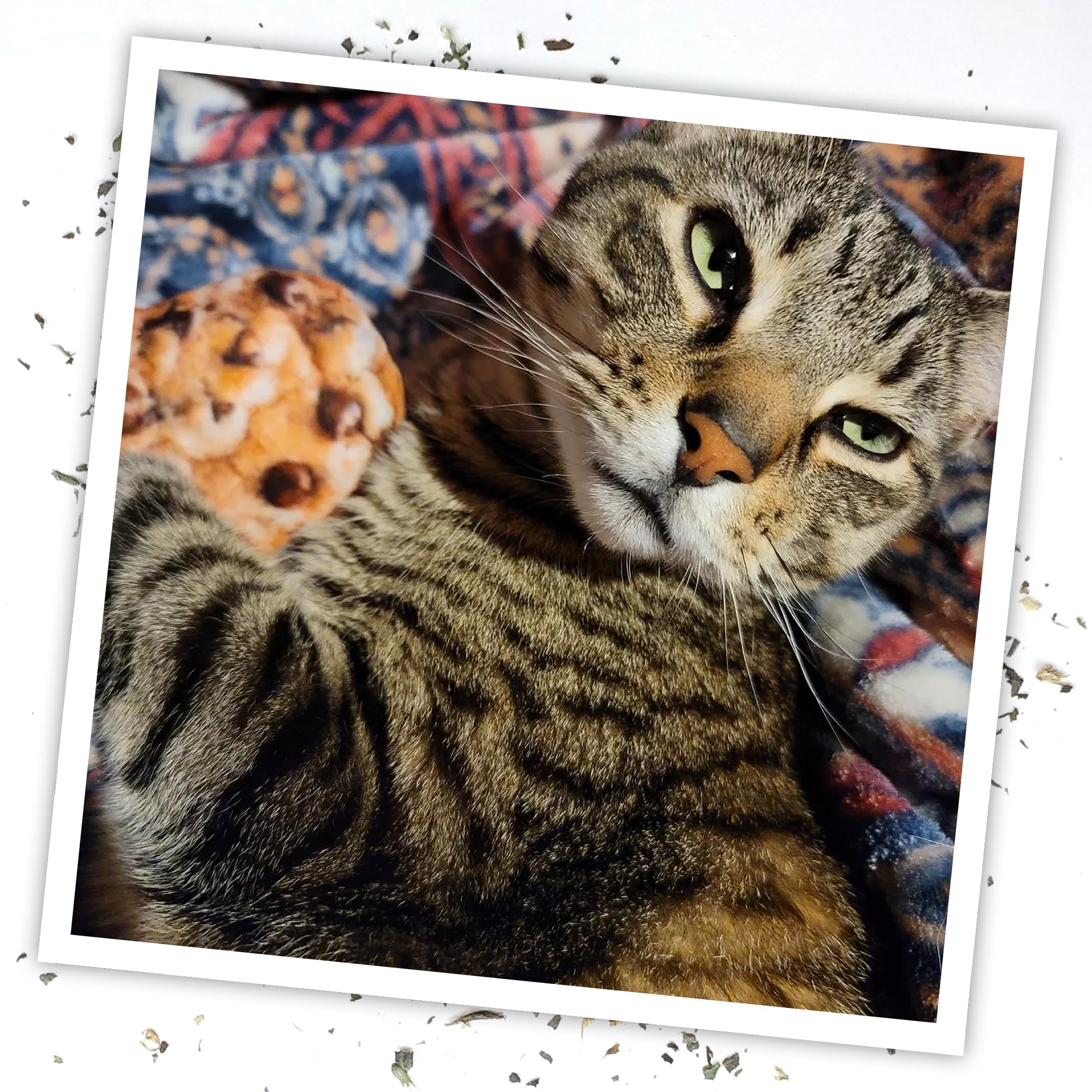Meowijuana: juego seguro en interiores para gatos curiosos.
