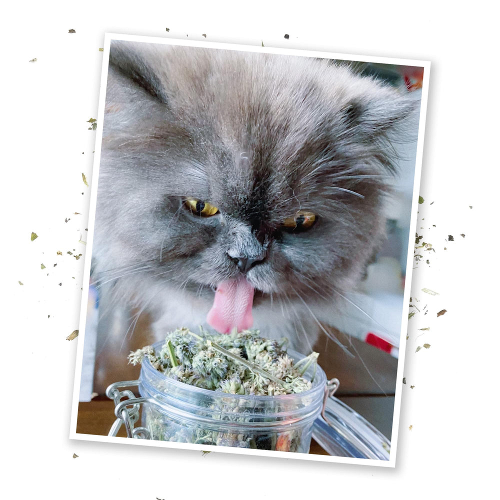 Juguete de gato con hierba gatera para juego interactivo de Meowijuana.