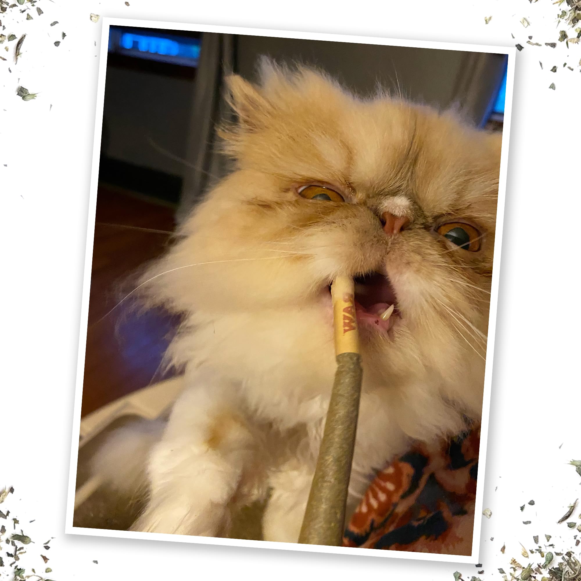 Meowijuana Meowi-Waui Bundle almacenamiento y cuidado para frescura del catnip