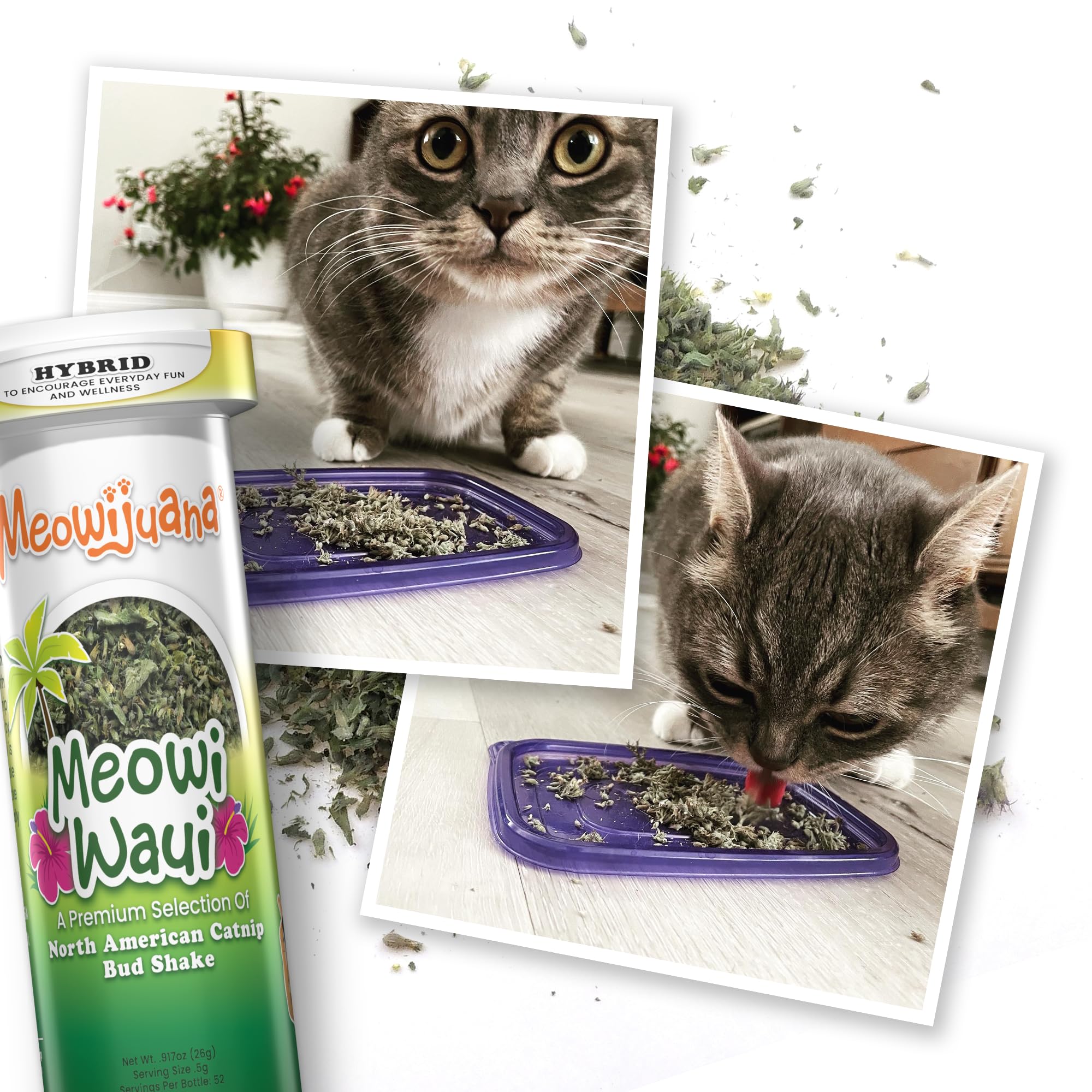 Meowijuana Meowi-Waui Bundle catnip norteamericano orgánico para aroma natural