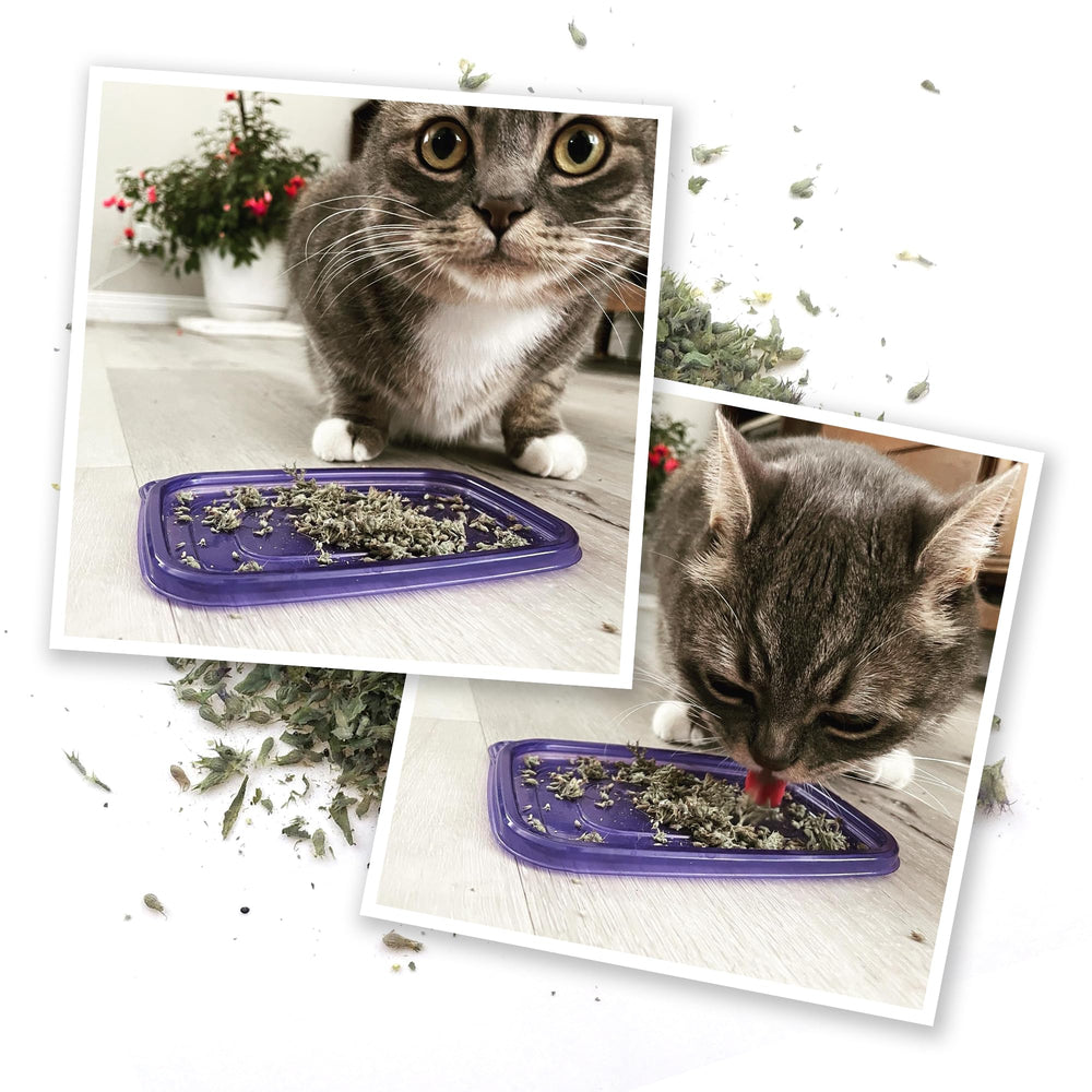 Meowijuana Meowi-Waui: juguete rellenable con nepeta para mantener activo al felino.