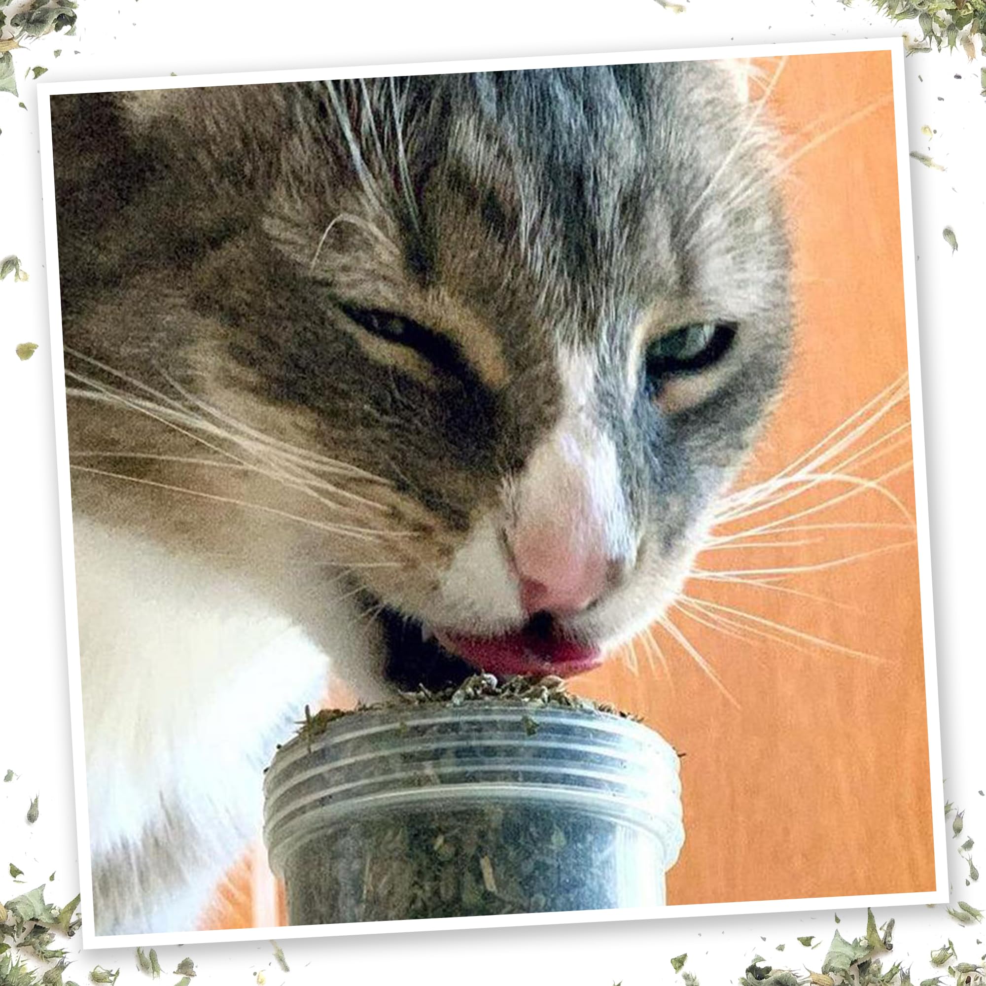 Meowijuana Meowi-Waui: seguridad y supervisión para una experiencia responsable.