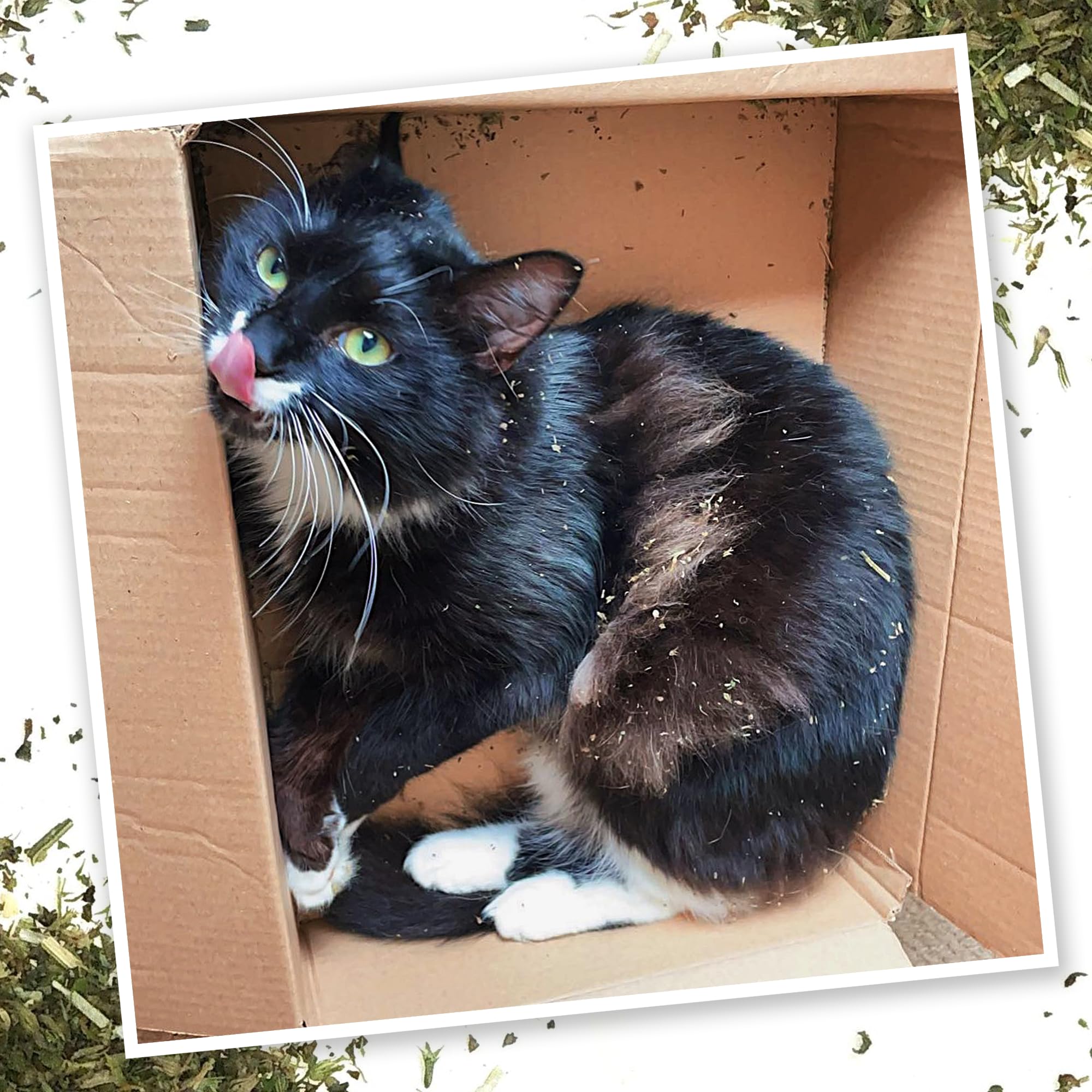 Meowijuana Purrple Passion aroma atractivo, ideal para iniciar una sesión de juego.