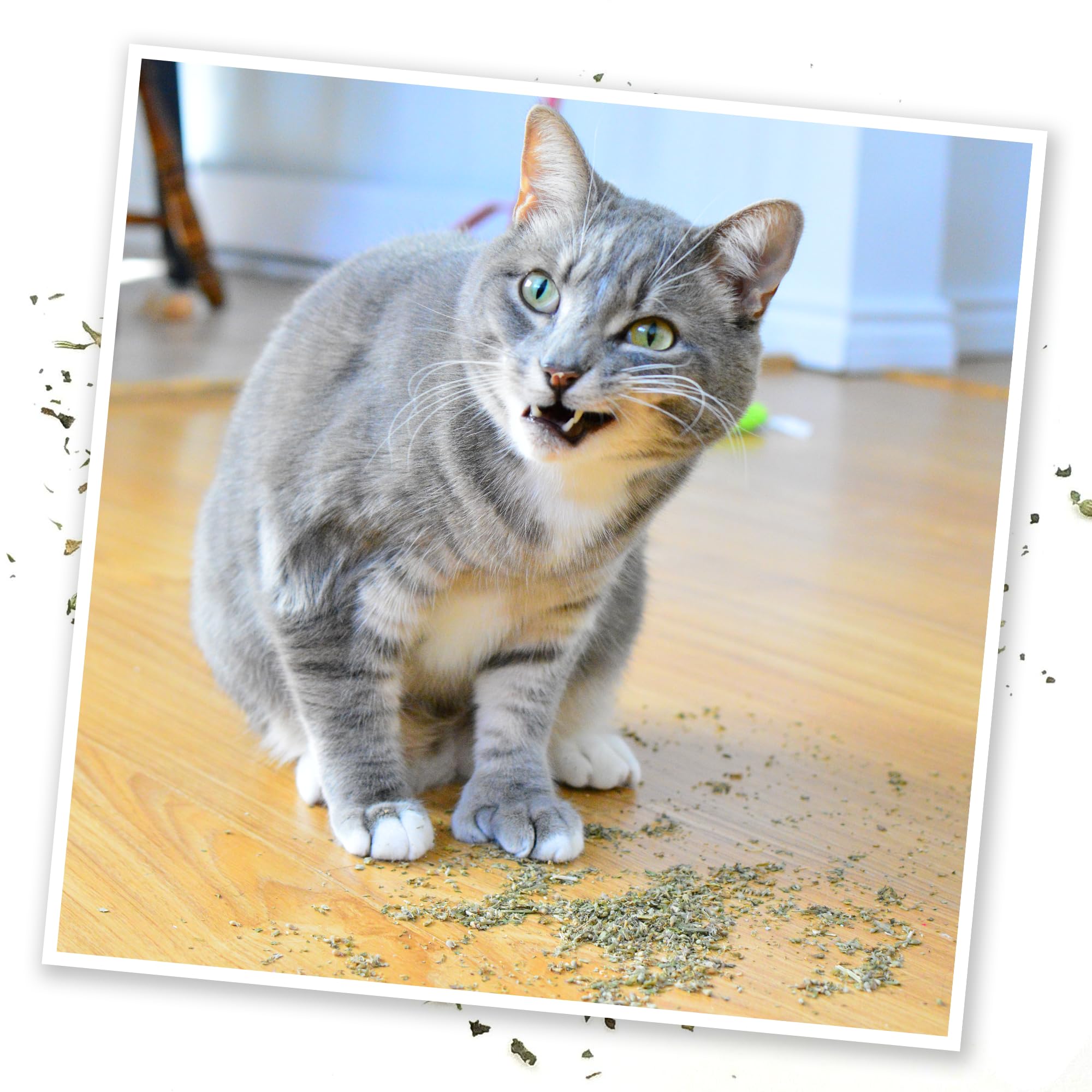 Meowijuana Purrple Passion regalo perfecto, presentación atractiva para amantes de gatos.