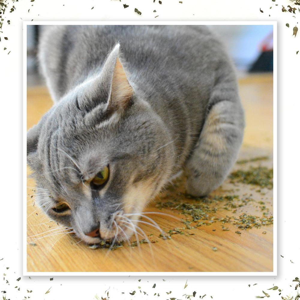 Meowijuana Purrple Passion uso en juego, estímulo seguro para felinos durante la interacción.