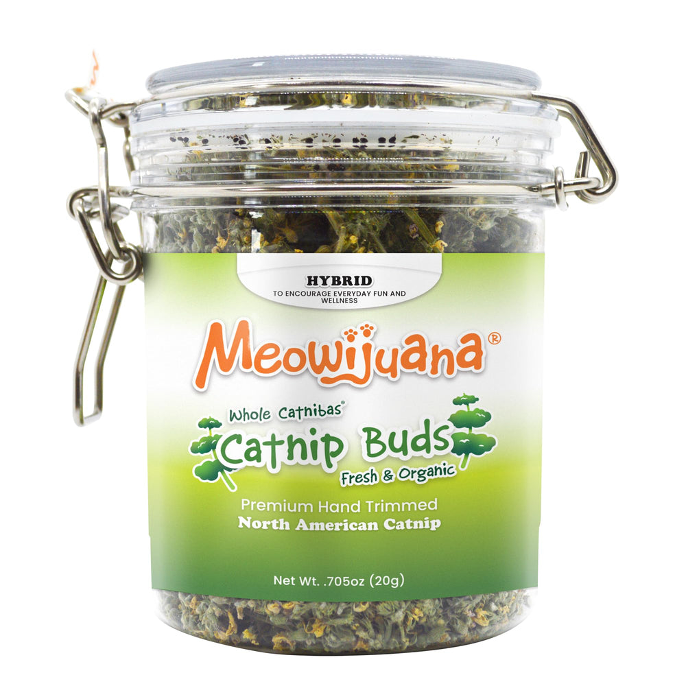 Rutina diaria de juego para gatos activos con Meowijuana.