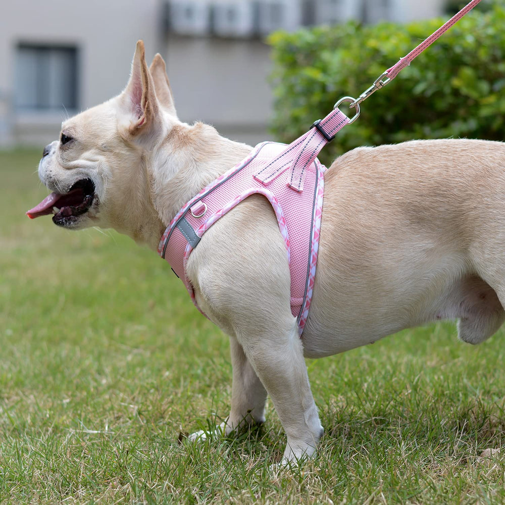 Mercano ajuste para perros y gatos pequeños.