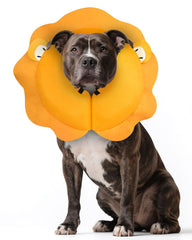 MIDOG collar inflable con melena de león: estilo y seguridad para tu perro.