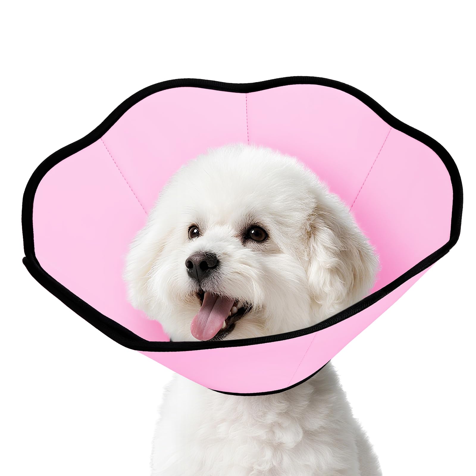 MIDOG cono suave colocado en cuello de perro posoperatorio, protegiendo heridas