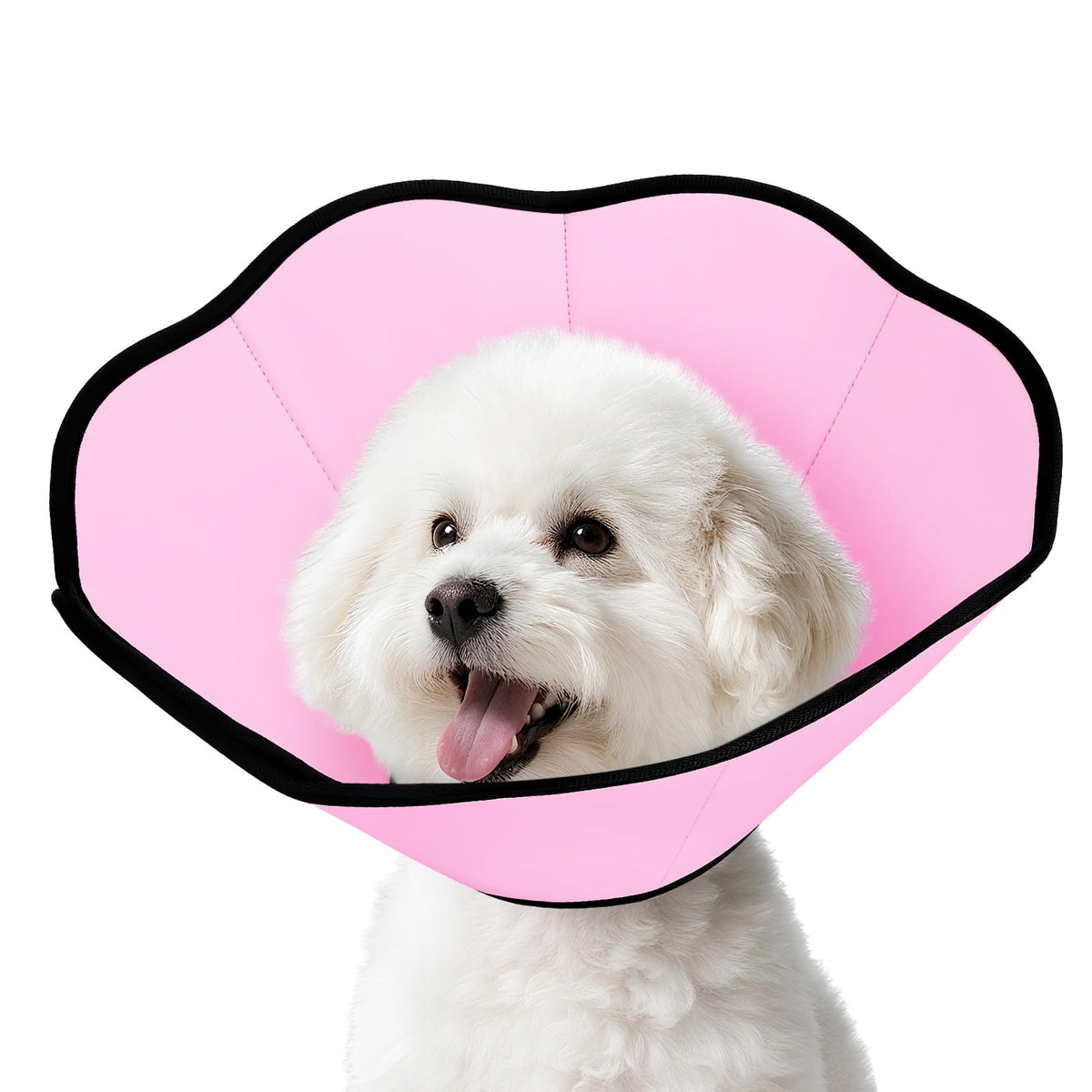 MIDOG cono suave colocado en cuello de perro posoperatorio, protegiendo heridas
