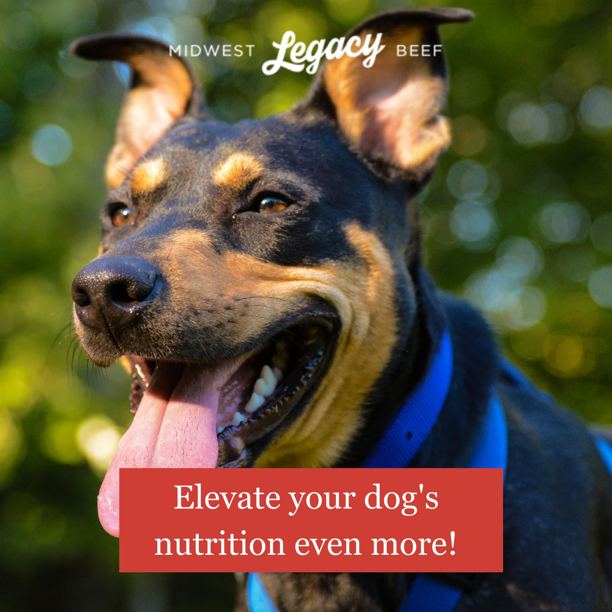 Midwest Legacy Beef, detalles de etiqueta, fuente de proteína robusta para músculos sanos.