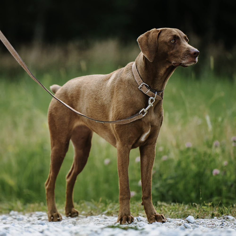 Mighty Paw collar puesto en perro mediano para referencia