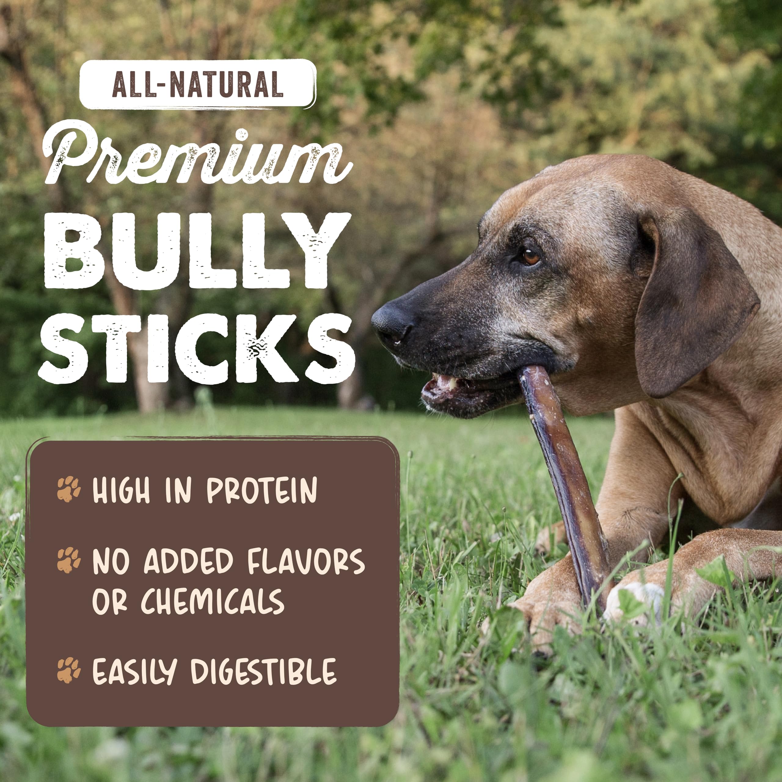 Perro masticando Mighty Paw Naturals Bully Stick para entretenimiento seguro