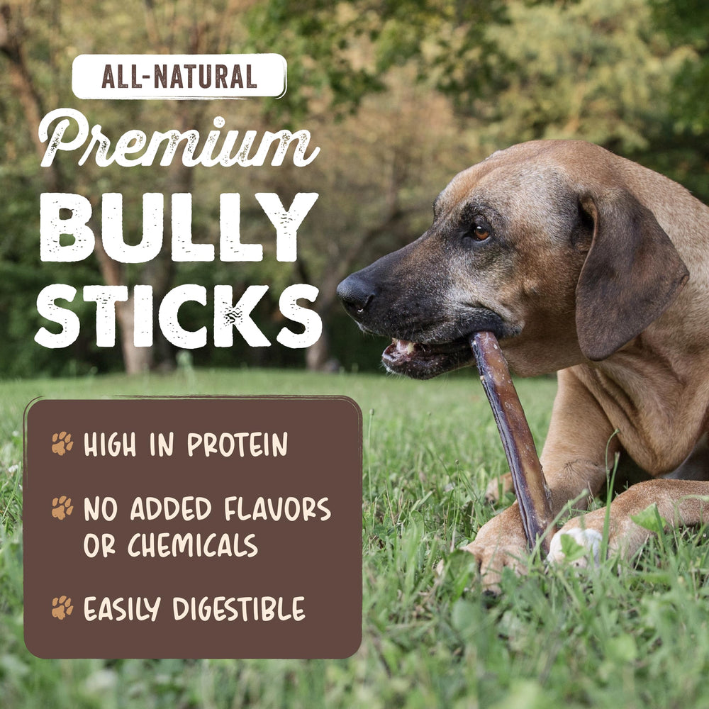 Perro masticando Mighty Paw Naturals Bully Stick para entretenimiento seguro