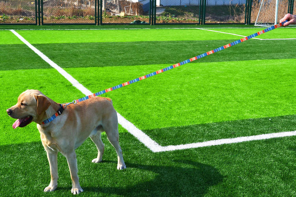 Mihqy ajuste XS collar perro para tamaños pequeños de forma segura.