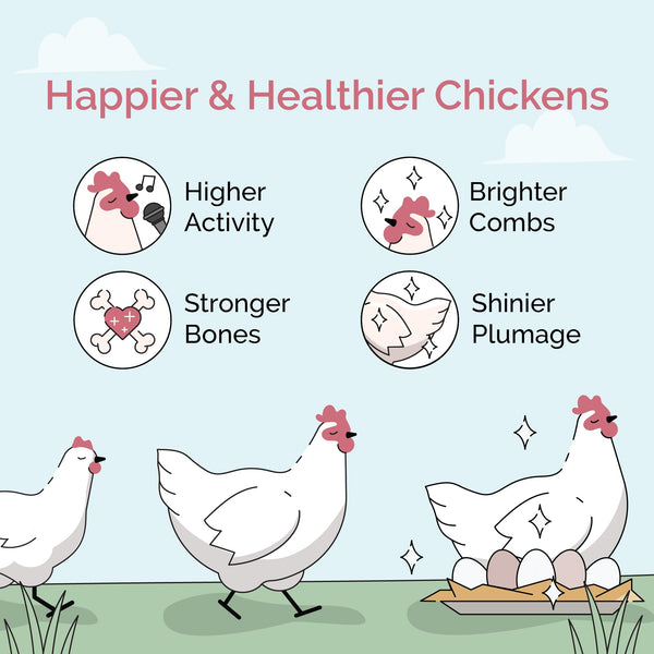 Mile Four alimento no medicado para aves sanas y plumaje brillante