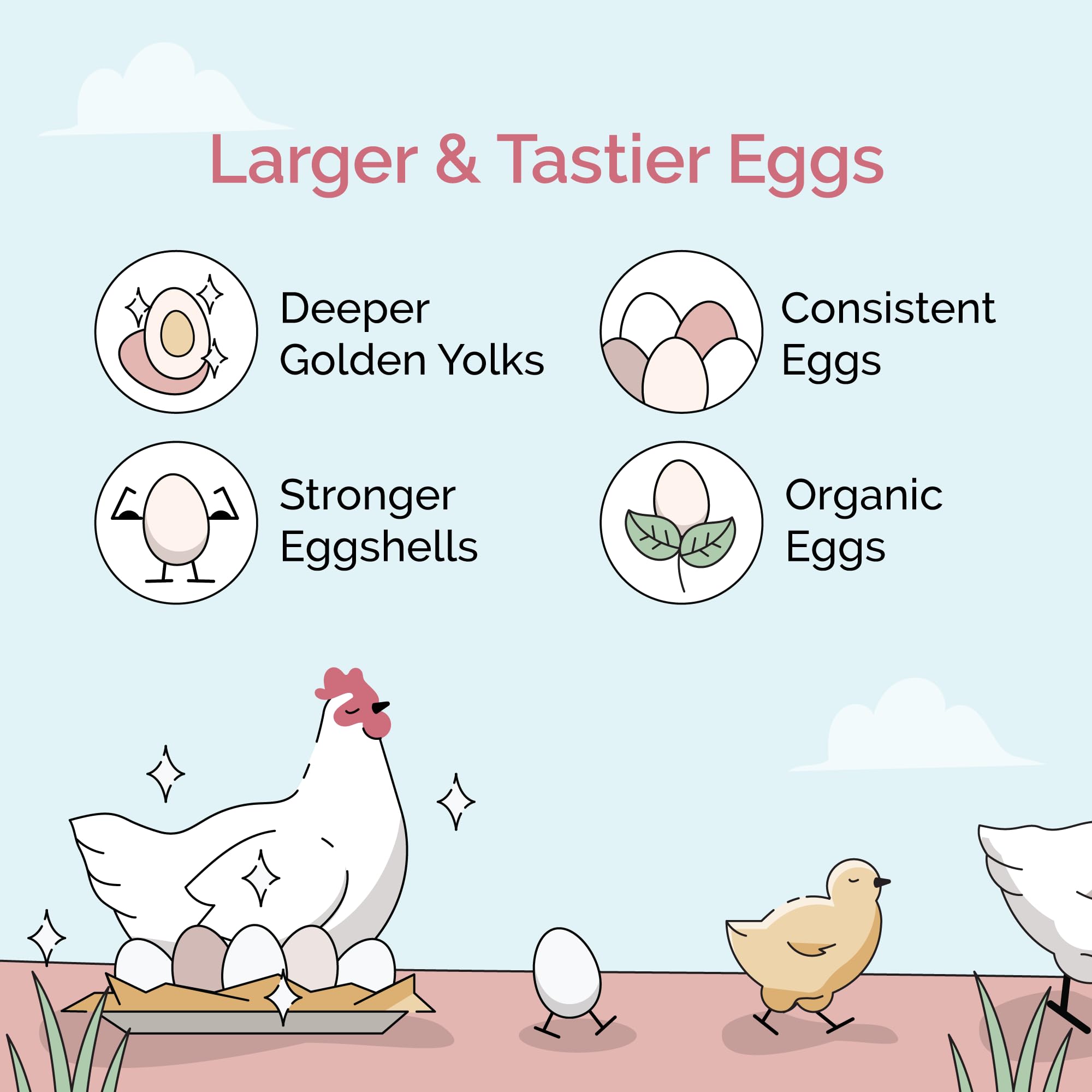Gallinas comiendo Mile Four Layer Mash, dieta balanceada para aves productivas.