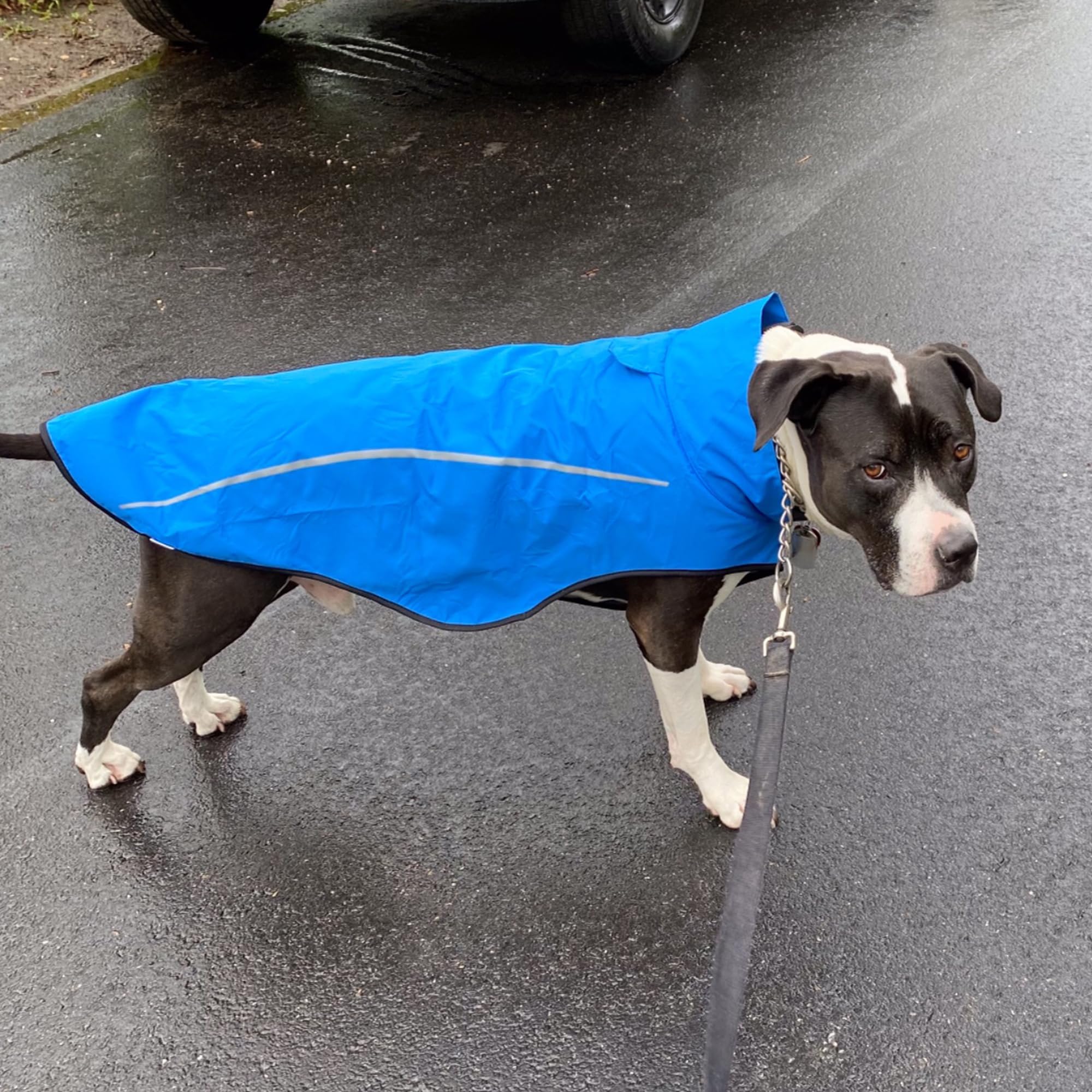 Mile High Life chubasquero para perro azul, ideal como regalo práctico para dueños