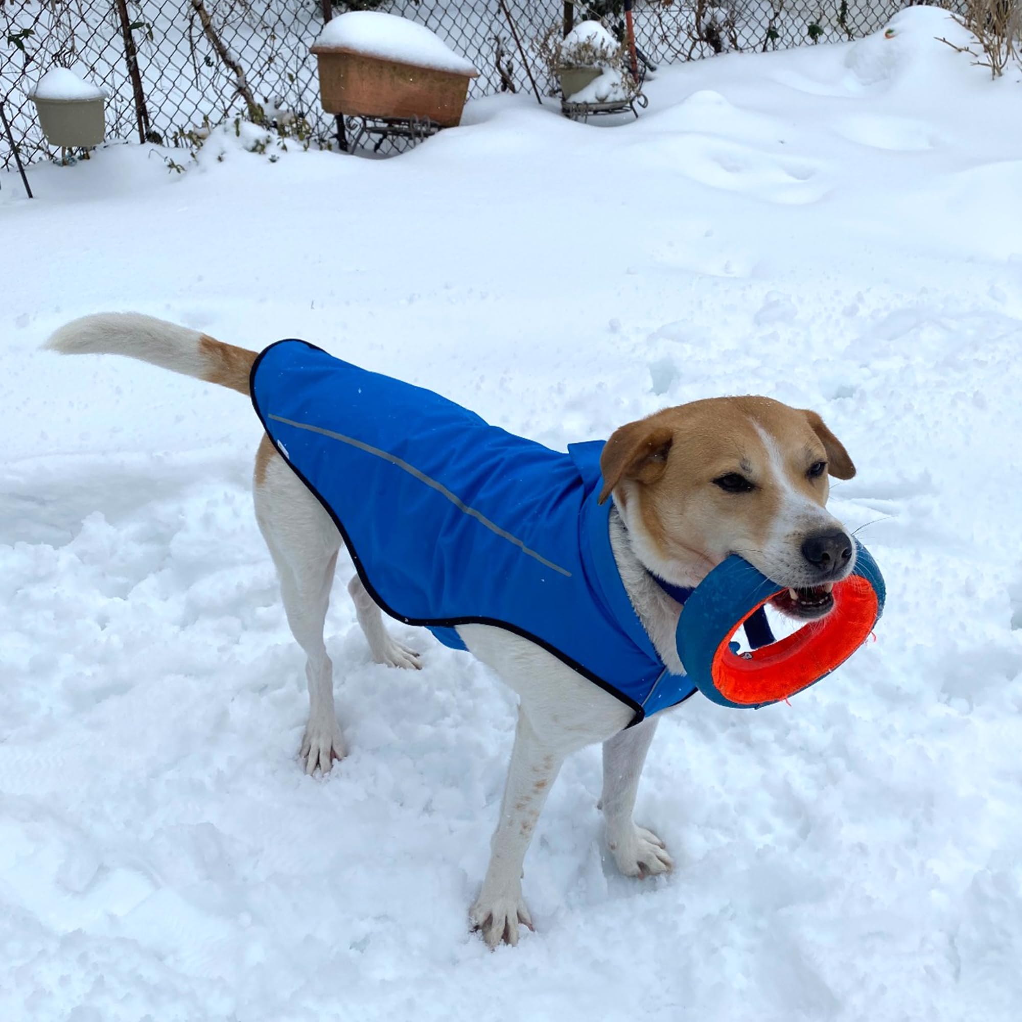 Mile High Life chubasquero para perro azul, uso diario ligero y fácil de poner