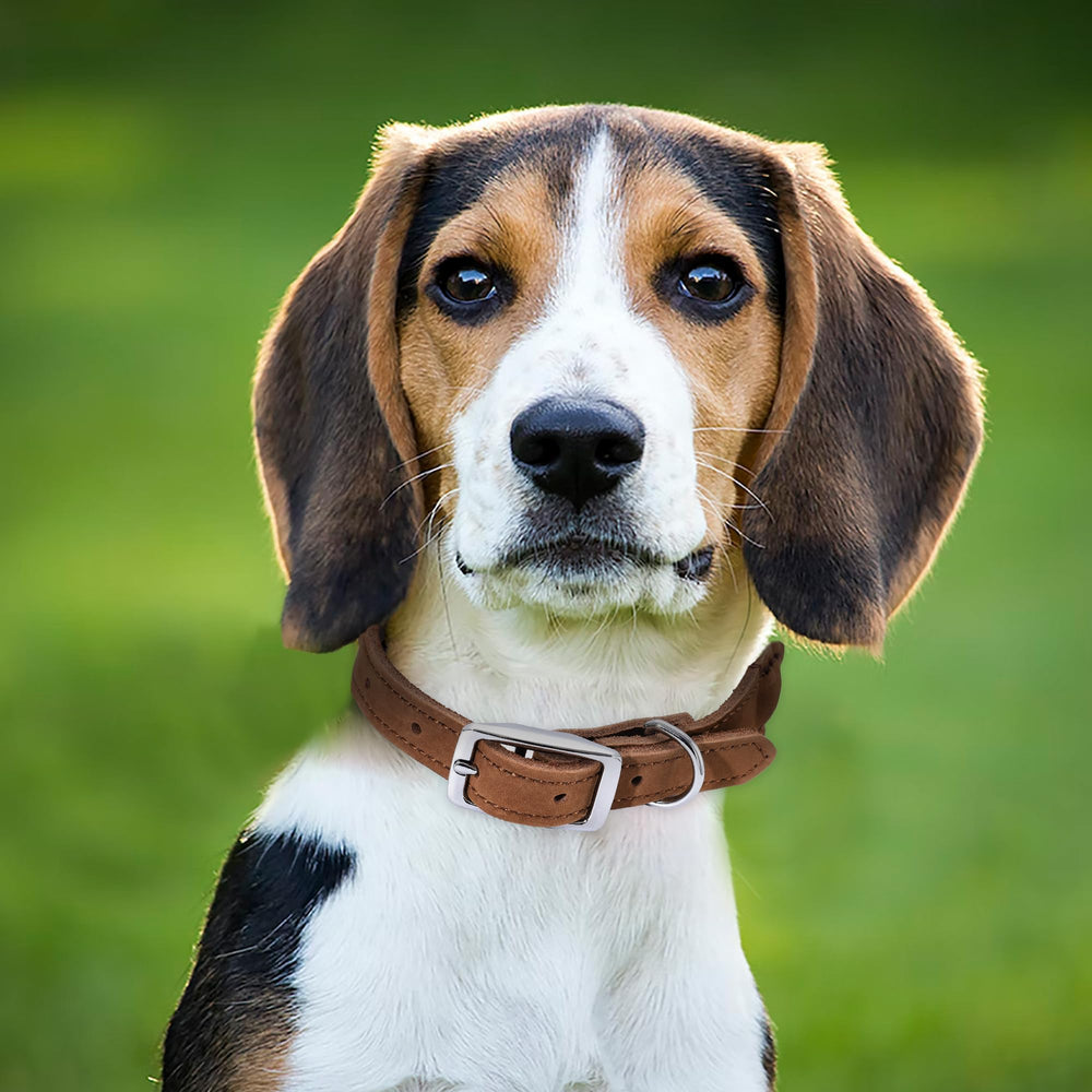 Diseño clásico del collar Mile High Life, perfecto como regalo para dueños de perros.