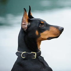 Hebilla de zinc resistente del collar Mile High Life, mayor durabilidad.