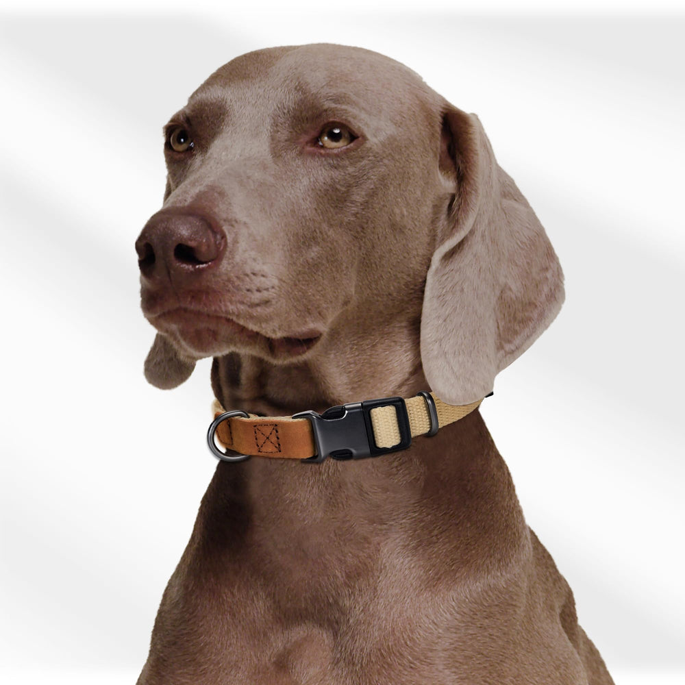 Collar Mile High Life resistente a masticación para perros activos.
