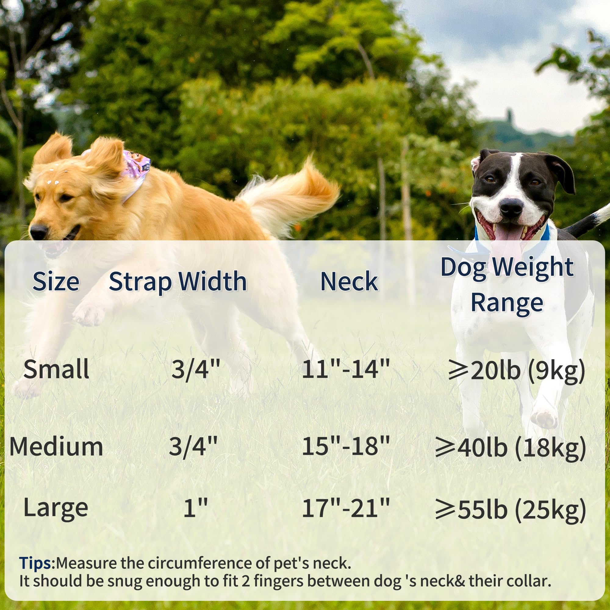 Mile High Life collar-regalo-perro premium, opción ideal para dueños exigentes.