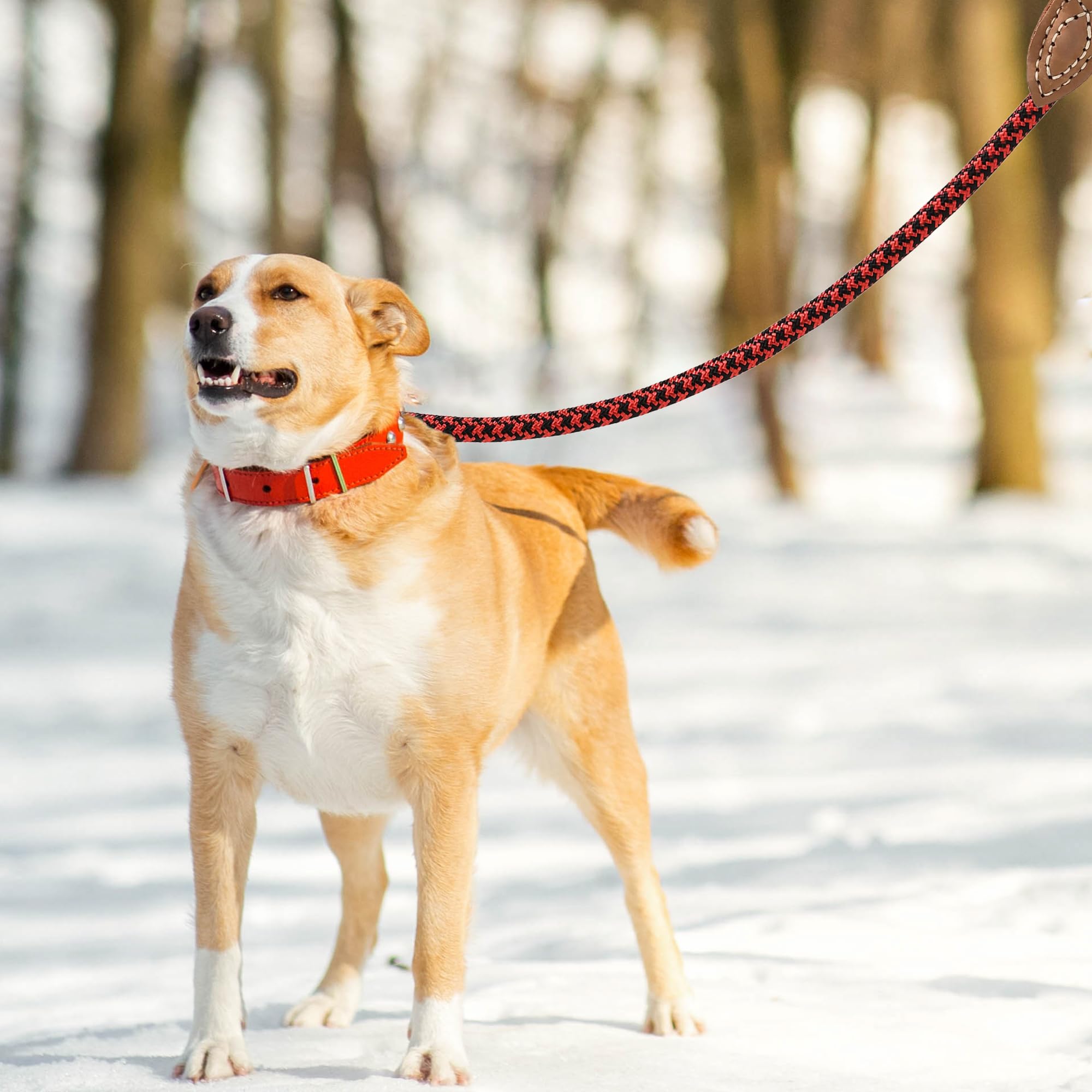 Mile High Life: regalo premium para dueños activos de perros.