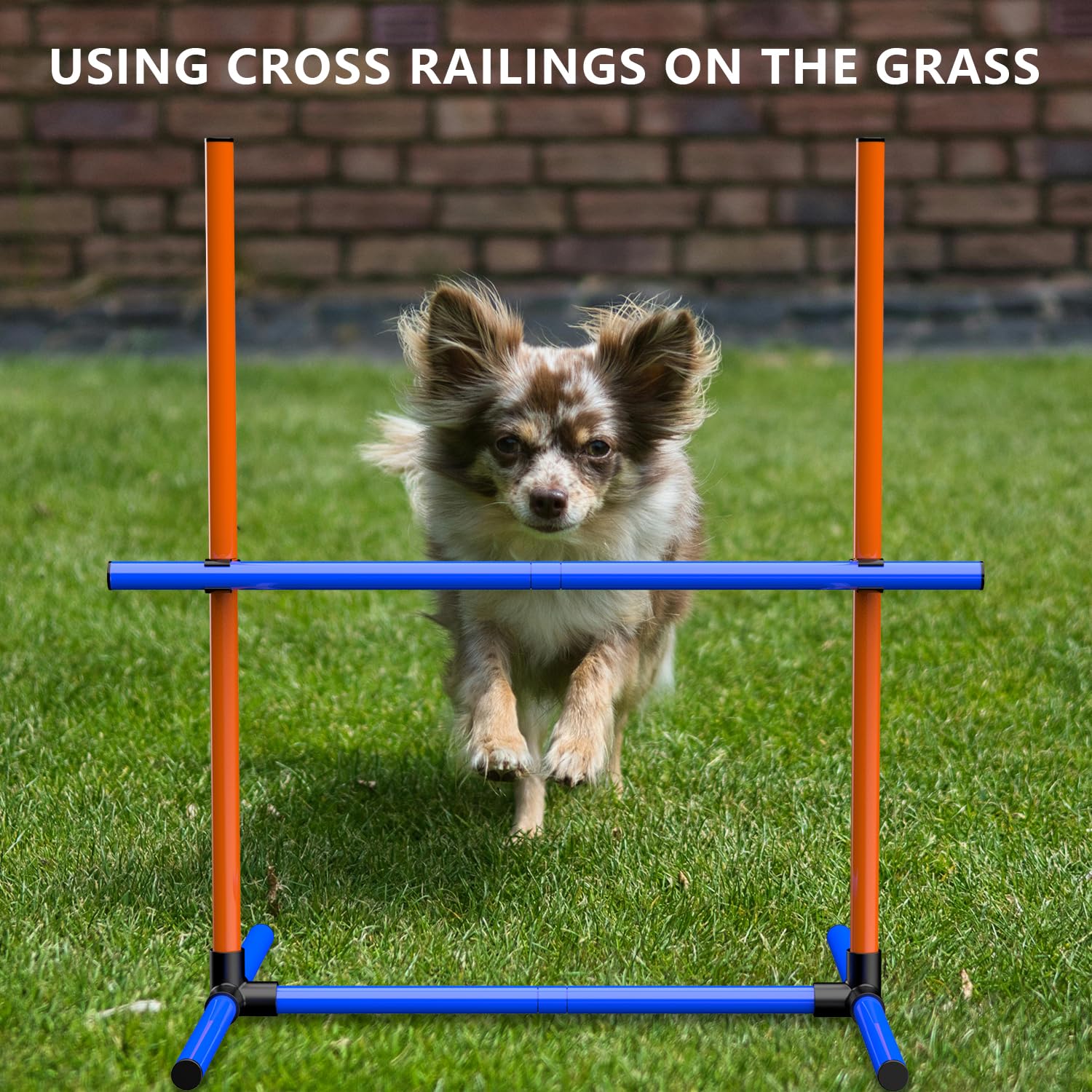Mioule ejercicio al aire libre para perros en patios.